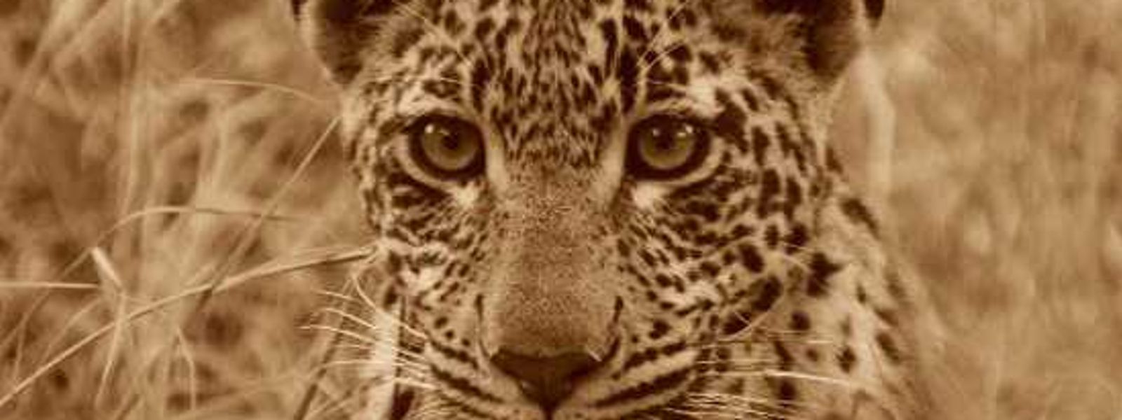 Eight Australians in Africa - Guest Feedback