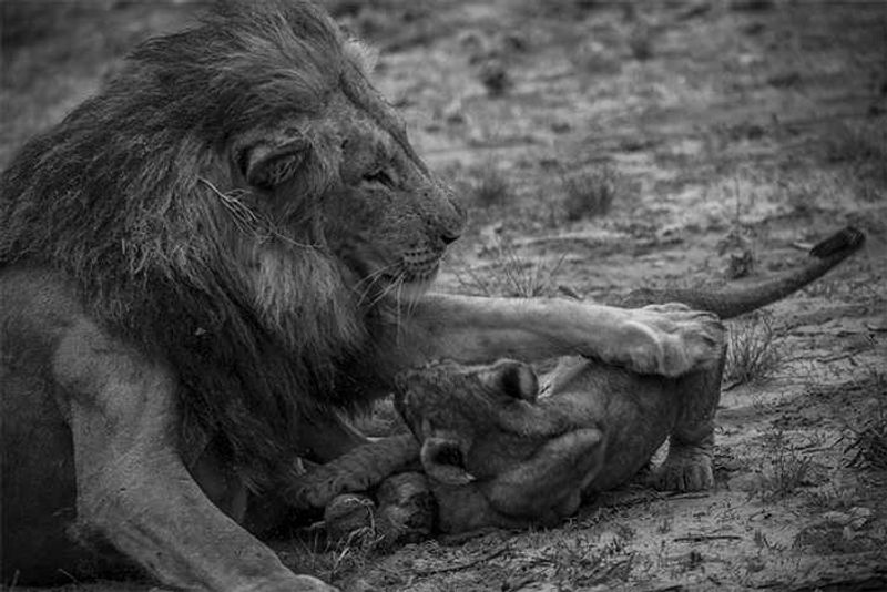 Lions of Zarafa