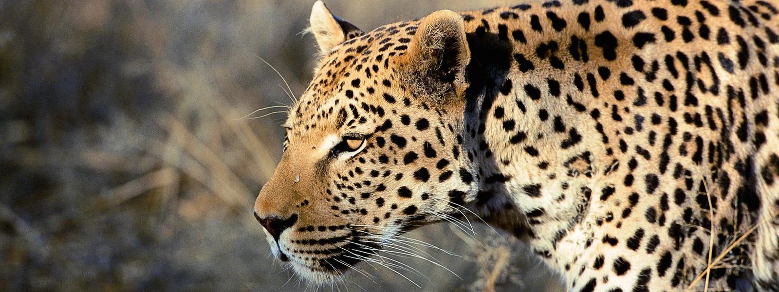 Just So Stories: How The Leopard Got His Spots