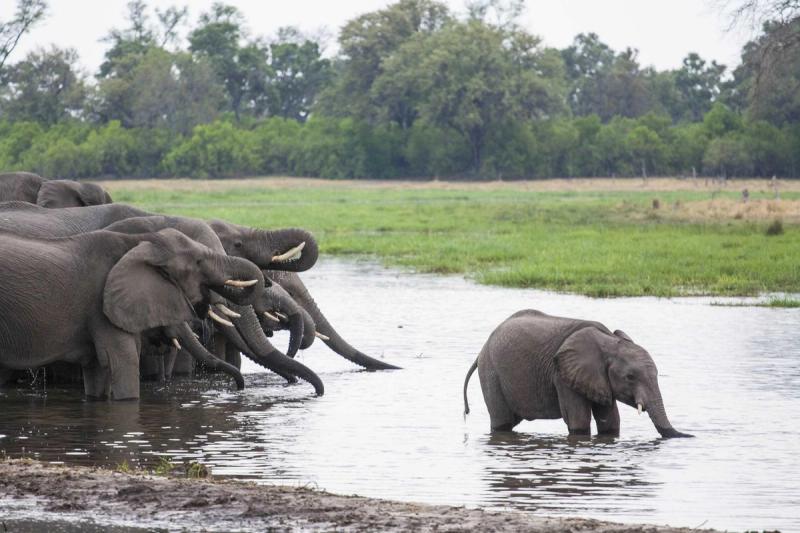 Baby elephant in the Okavango Delta