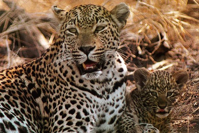 Léopards de Londolozi : la mother leopard et son petit