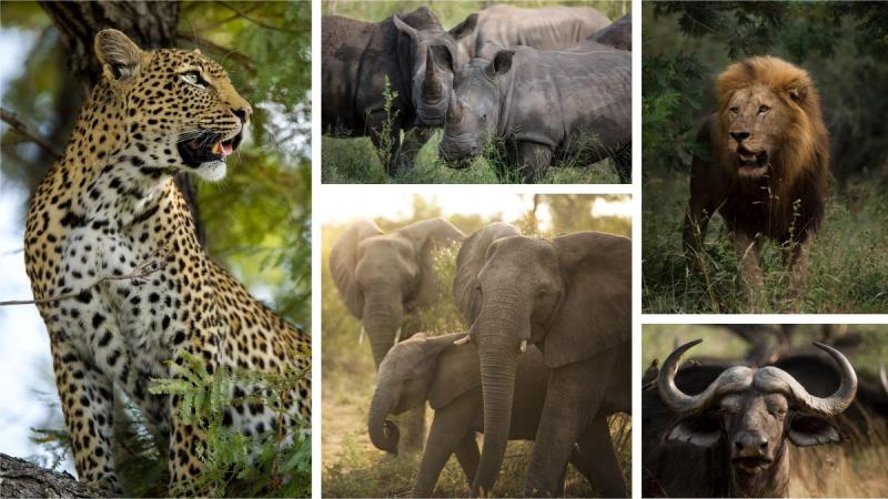 Die Big Five Afrikas