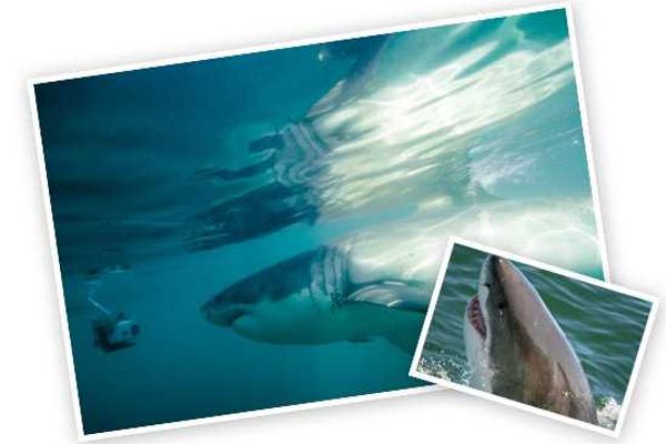 Wine, Whales and Great Whites