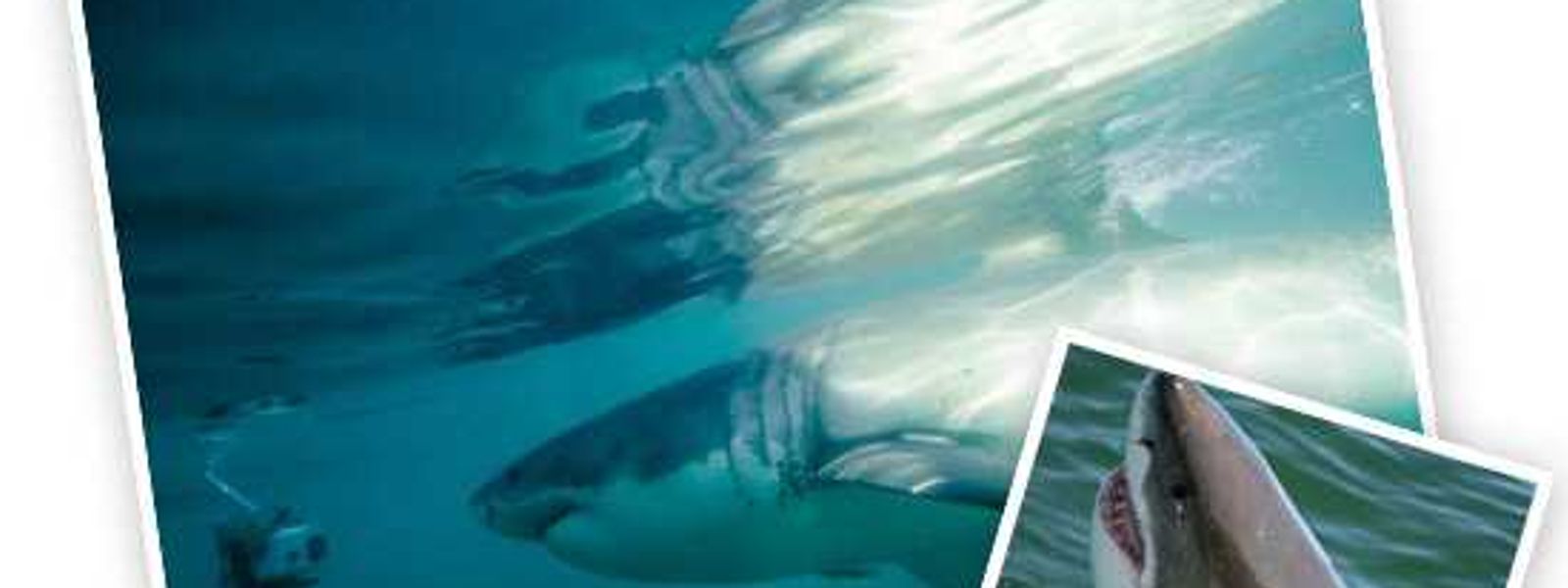 Wine, Whales and Great Whites