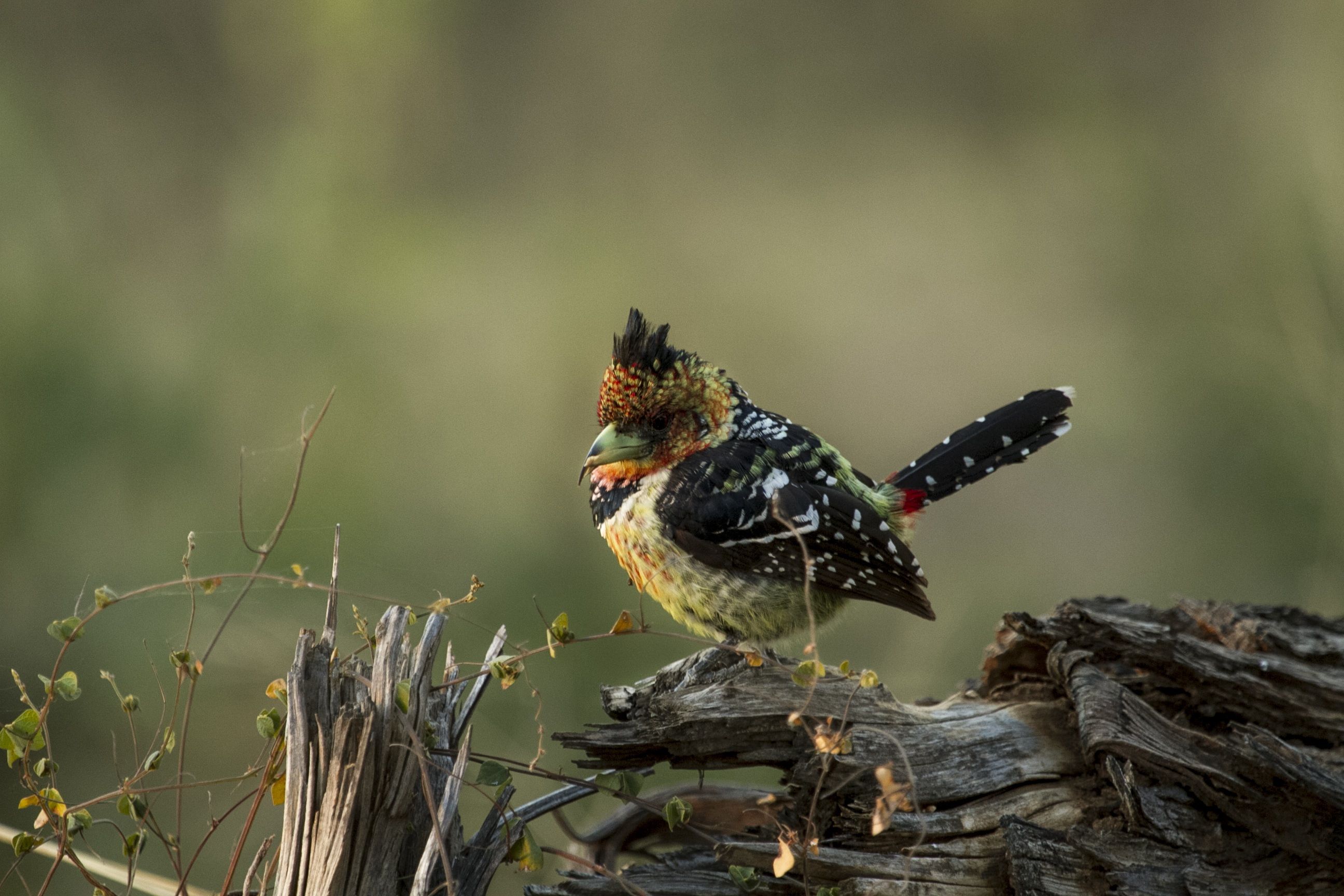 Become a Bird Boffin with these Five Tricks and Eight Pics