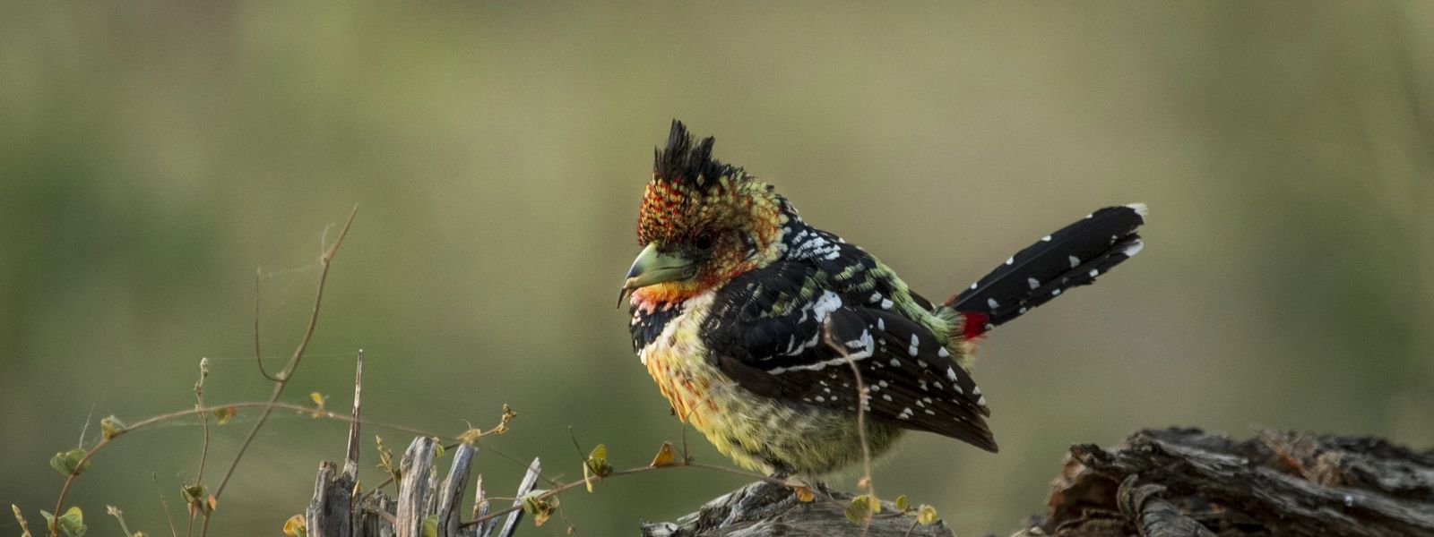 Become a Bird Boffin with these Five Tricks and Eight Pics