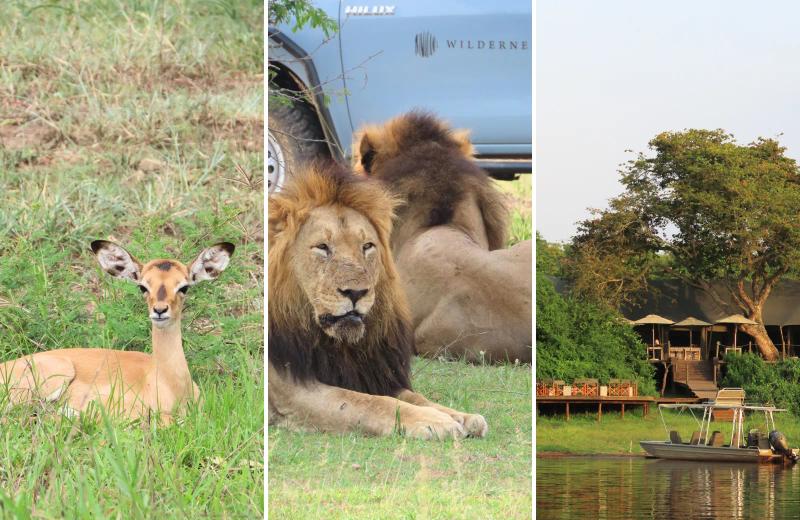 A young impala rests in the grass beside two lions in Akagera National Park, with a safari camp visible beside the water.