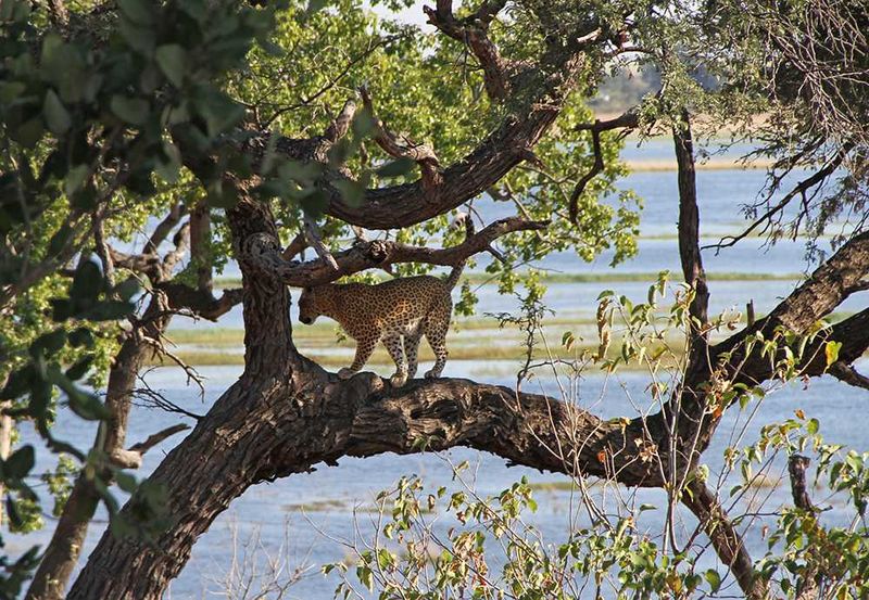 Sanctuary Chobe Chilwero