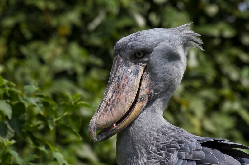 Some birds are scary, like this African Shoebill