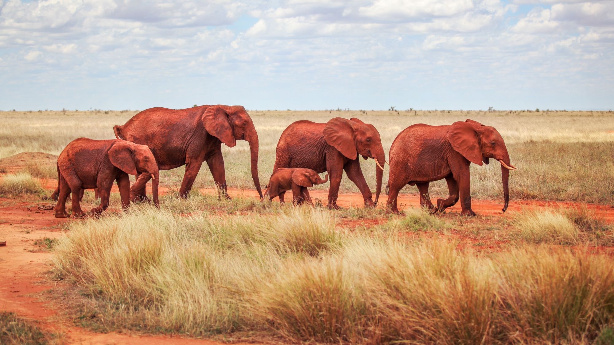 Die besten Reiseziele für eine Tansania-Safari