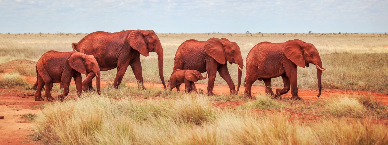 Die besten Reiseziele für eine Tansania-Safari