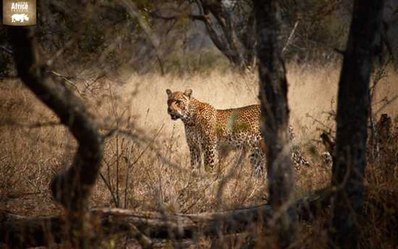 This leopard was spotted at Lions Sands Game Reserve