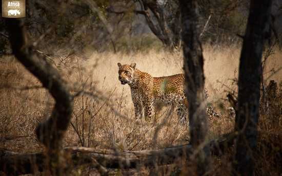 This leopard was spotted at Lions Sands Game Reserve