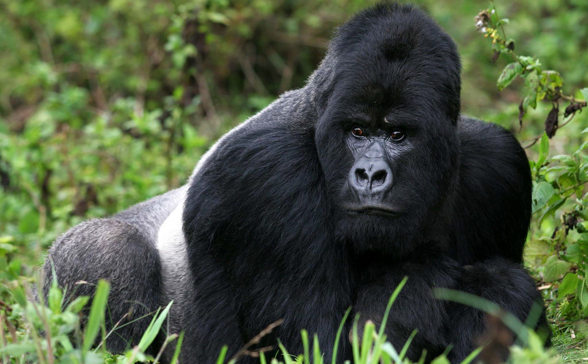 Regenwald-Abenteuer in Ruanda