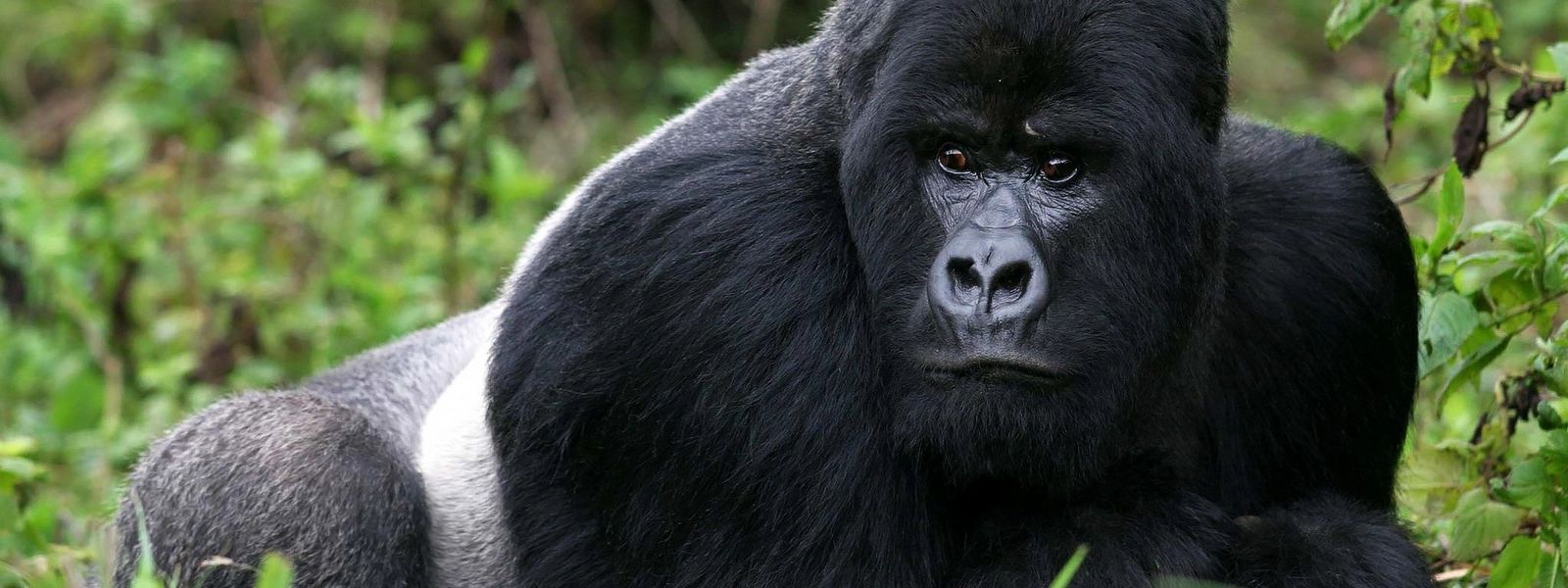 Regenwald-Abenteuer in Ruanda