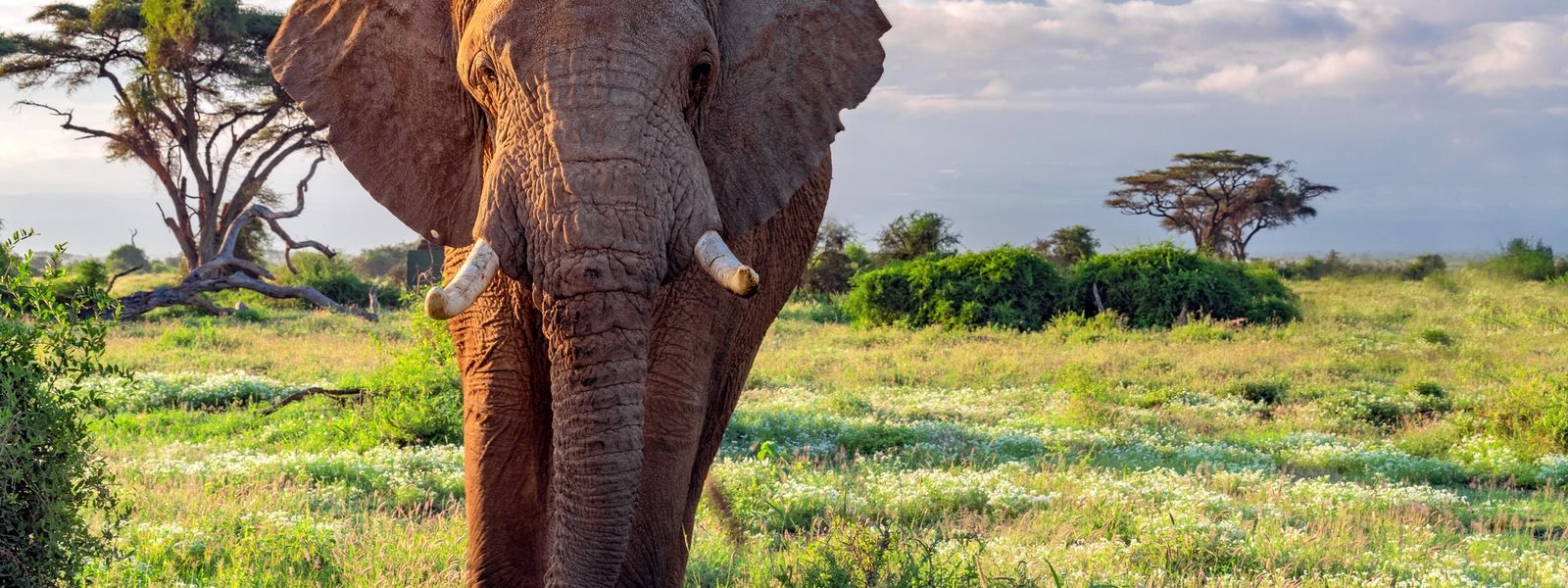 Les 12 Meilleurs Parcs Nationaux d’Afrique