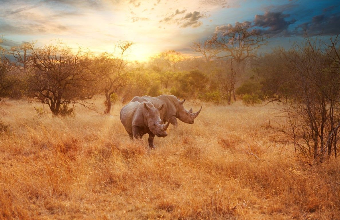 Rhino Africa wurde zum weltweit führenden Safari-Unternehmen gekürt