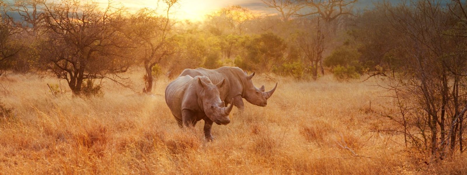 Rhino Africa wurde zum weltweit führenden Safari-Unternehmen gekürt