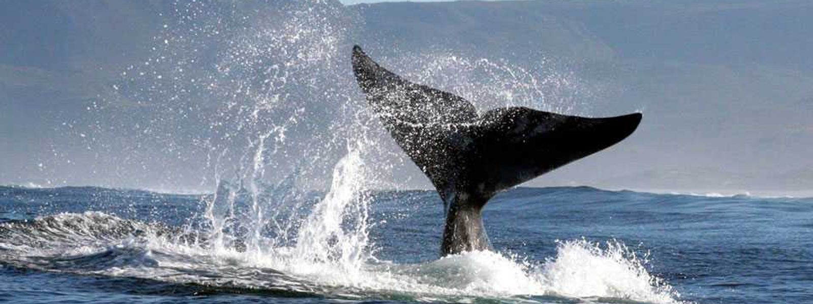 "Big 5" marinhos | Conheça os cinco grandes do oceano
