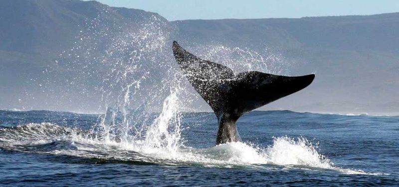 Whale Watching in Hermanus