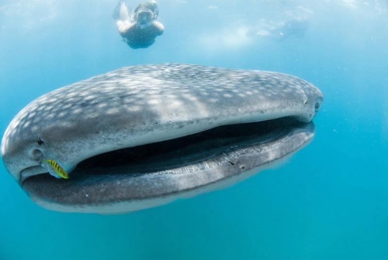 Whales on the Whale Route