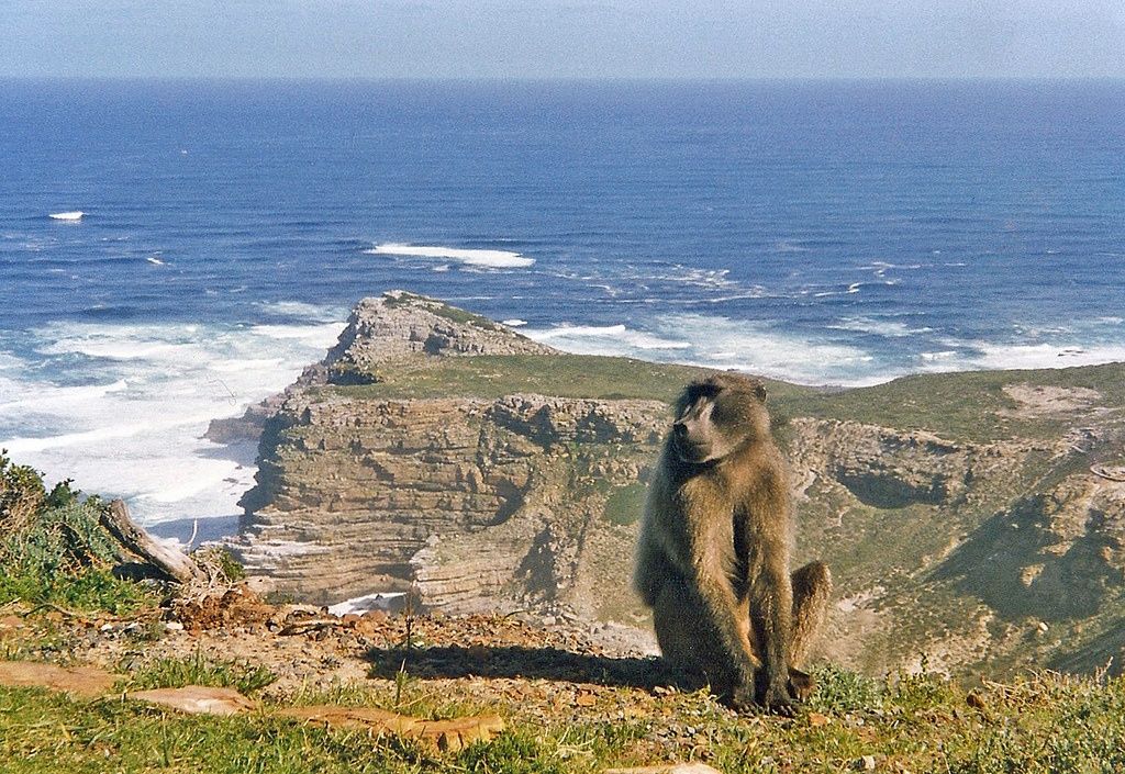 Welche wilden Tiere leben in Kapstadt?