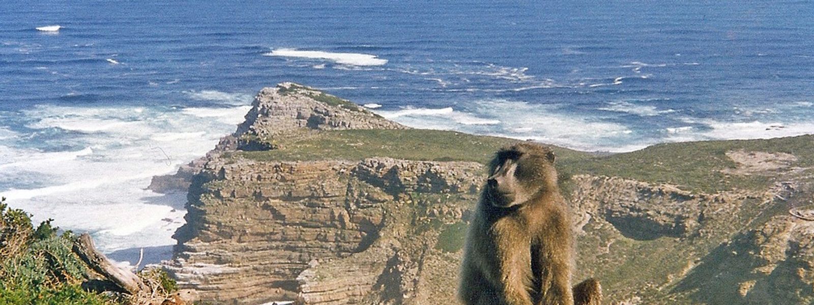 Welche wilden Tiere leben in Kapstadt?