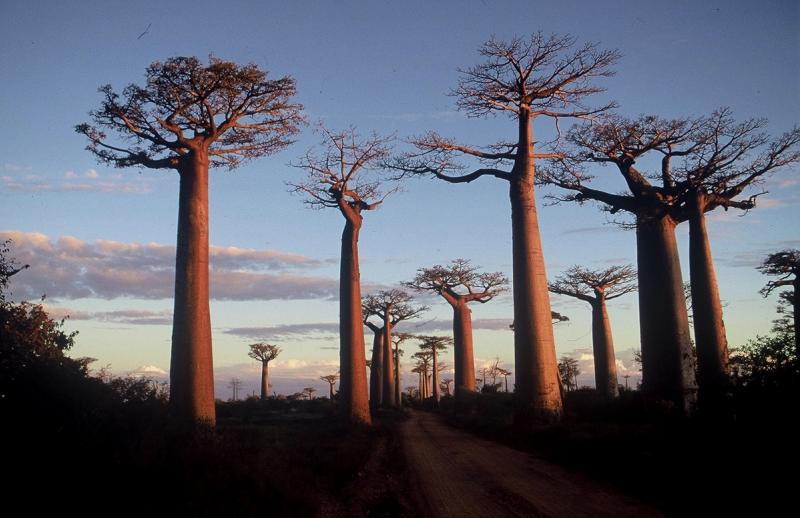 The Baobab trees are one of the oldest 