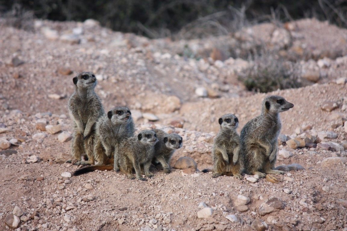 Eine Safari der etwas anderen Art: Erdmännchen beobachten