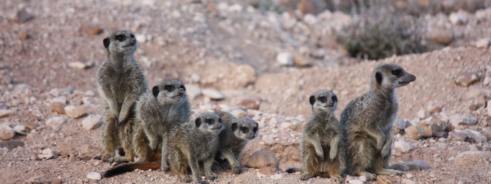 Eine Safari der etwas anderen Art: Erdmännchen beobachten