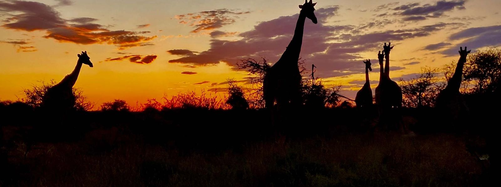 Travel To Botswana and Feel the Beat of Africa’s Wild Heart