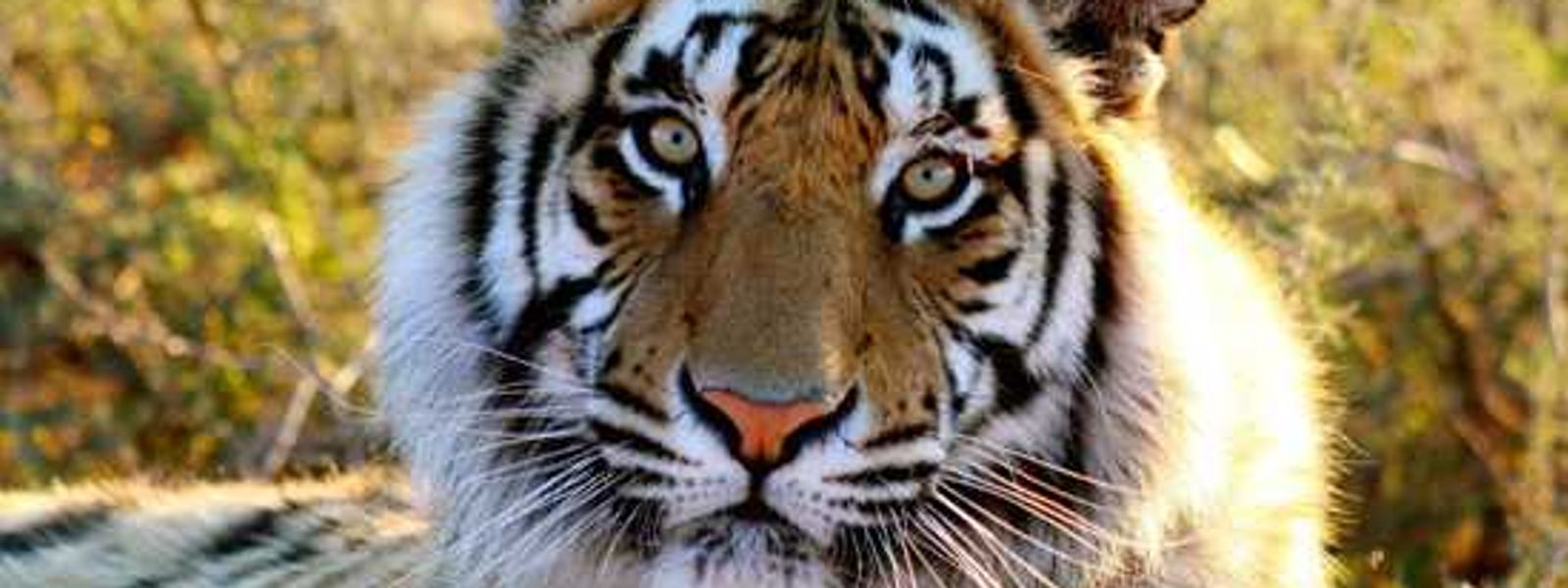 South Africa Helps Save the Wild Tiger