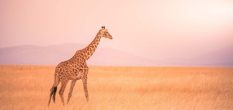Girafe solitaire dans le parc national du Serengeti au coucher du soleil, Crédit photo : Simon Dannhauer