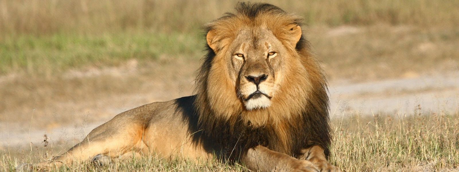 Two Months After Cecil the Lion's Death - What Has Changed?