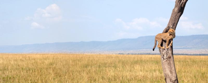 Gepard auf einem Baum beobachtet die offene Graslandschaft