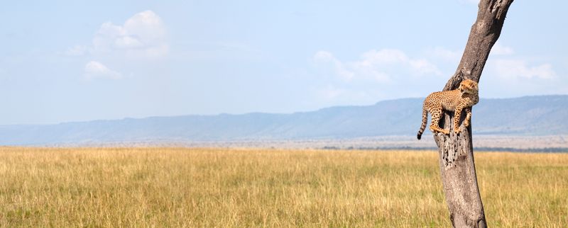 Gepard auf einem Baum beobachtet die offene Graslandschaft