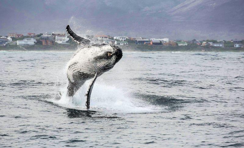 Wal springt aus dem Wasser vor einer der besten Unterkünfte an der Whale Route