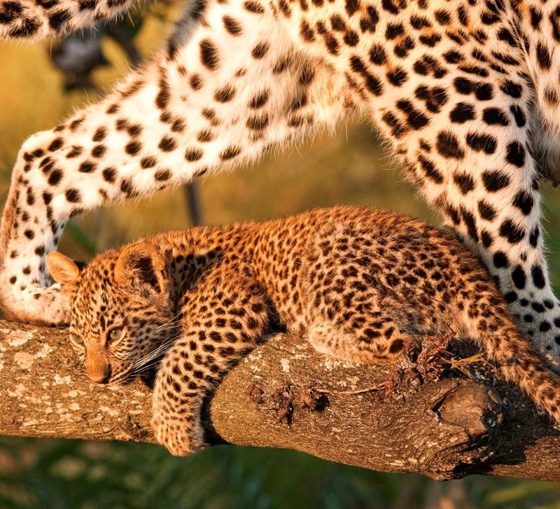 Bébé léopard et sa mère sur une branche.