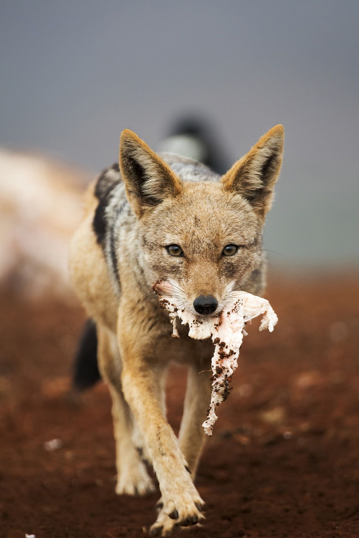 Wildlife Portraits Winner | APOTY