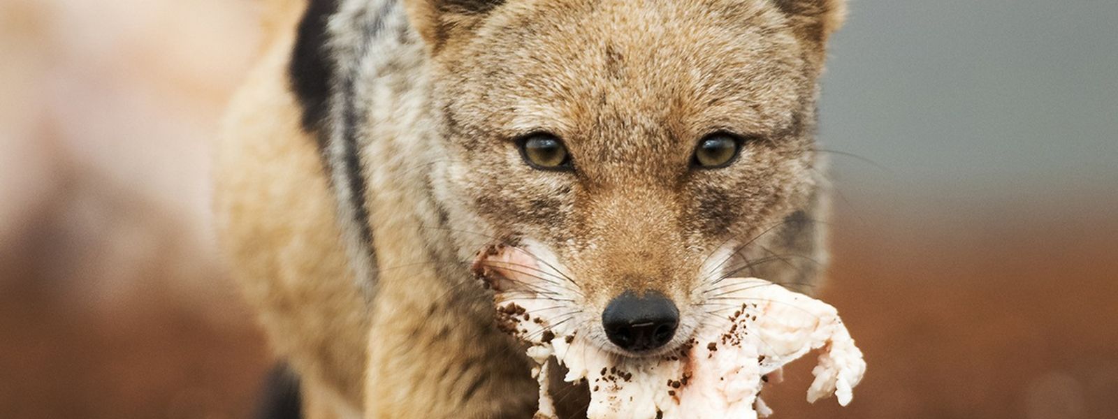 Wildlife Portraits Winner | APOTY