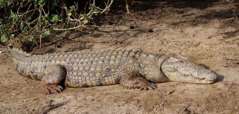 Ein Krokodil im iSimagaliso Wetland Park