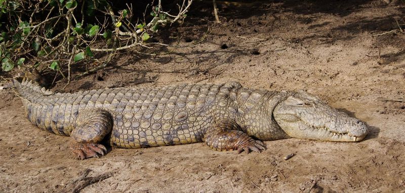 Ein Krokodil im iSimagaliso Wetland Park