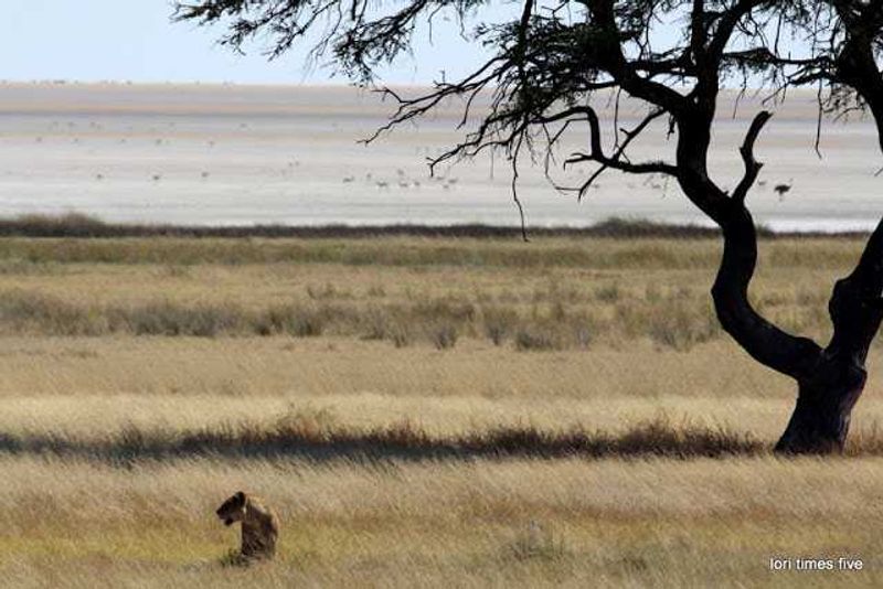 "At the Salvadora Waterhole something new. We found lions.  Terribly exciting. We saw that one of this pride was hiding in the grass, watching a herd of zebra in the distance."