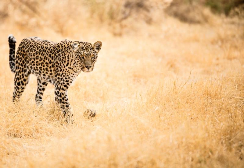 A leopard in the savannah