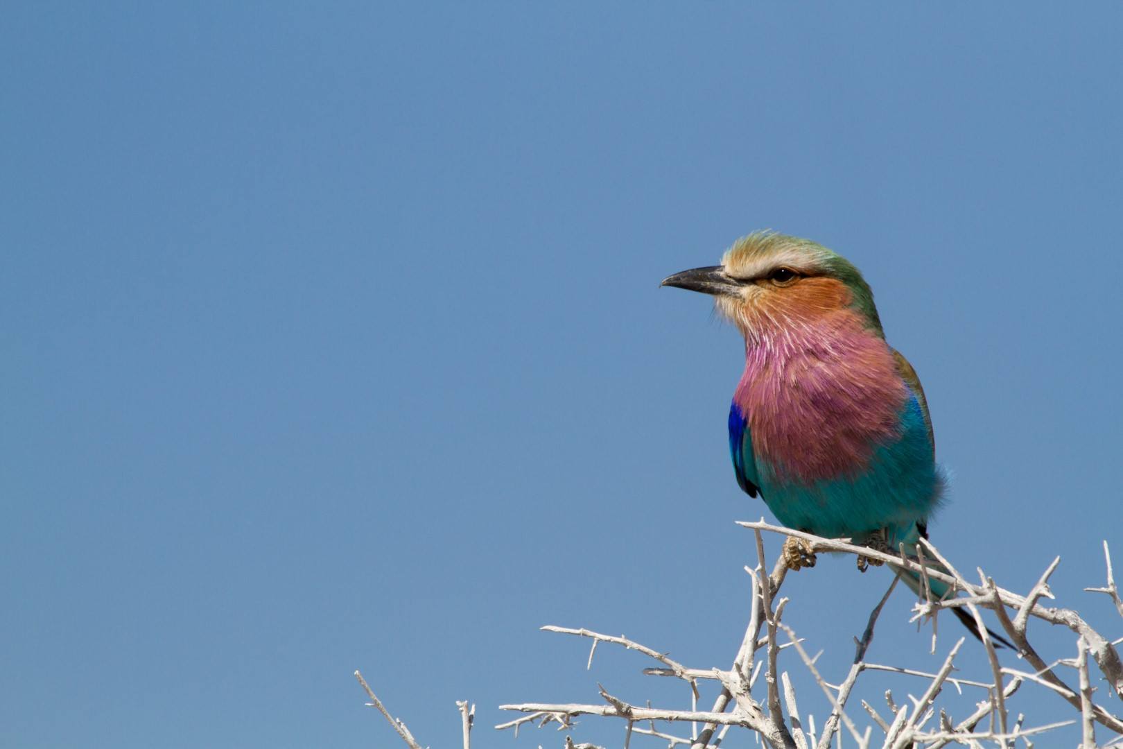 Les oiseaux du Parc Kruger