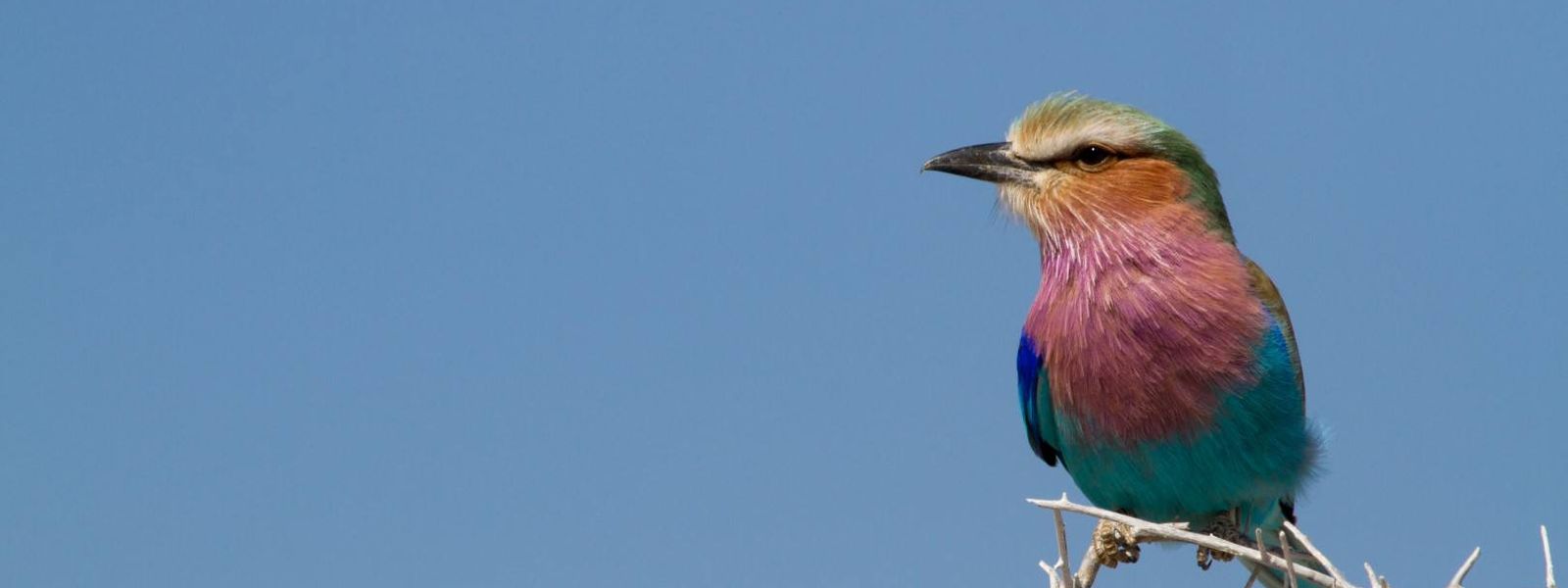 Les oiseaux du Parc Kruger