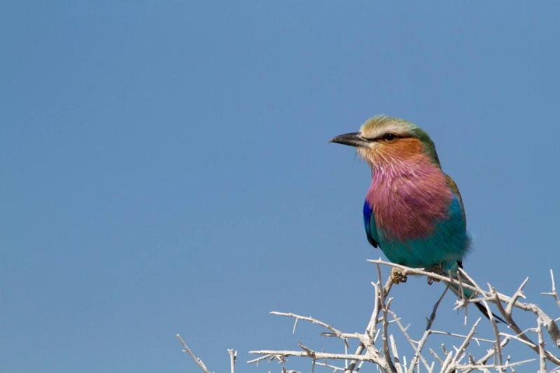Ein bunter Vogel vor blauem Himmel