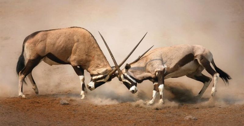 Tu visita a Etosha te regalará imágenes tan impactantes como ésta.