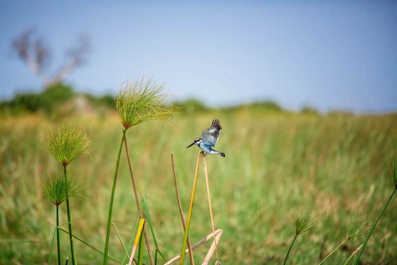 A bird taking flight in an open field in Botswana