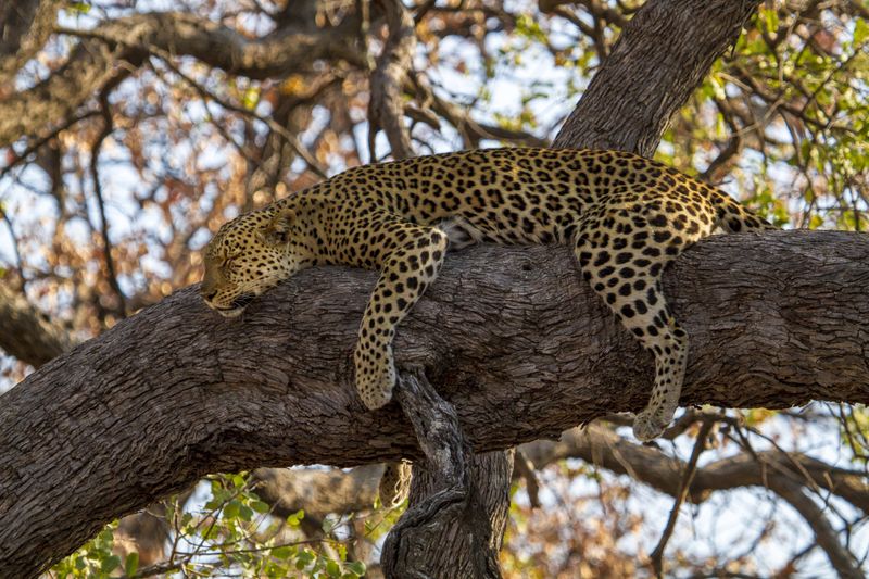 A leopard snoozing in a tree
